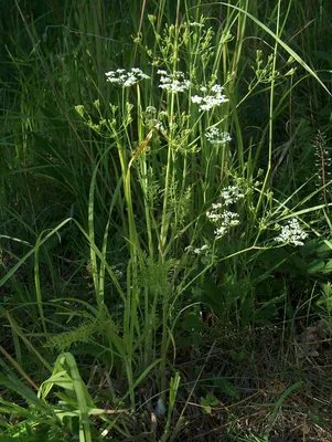 Ferula communis - Изображение особи - Плантариум