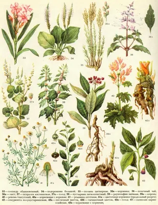Определитель растений | Ботаника