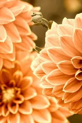 оранжевые цветы на белом фоне Стоковое Фото - изображение насчитывающей  свеже, флористическо: 219721950