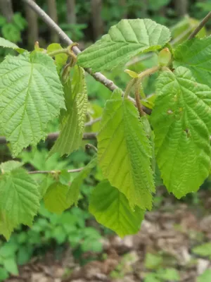 Лещина обыкновенная (Орешник) Болвиллер с доставкой! 🌱 [Р702654]