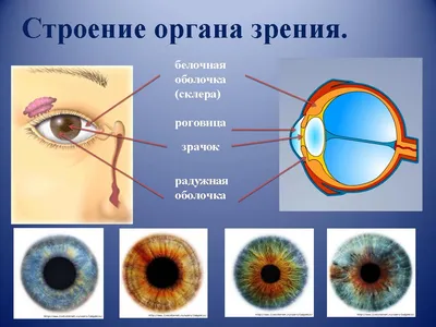 Анатомия: Орган зрения, organum visus. Глаз. Глаза.