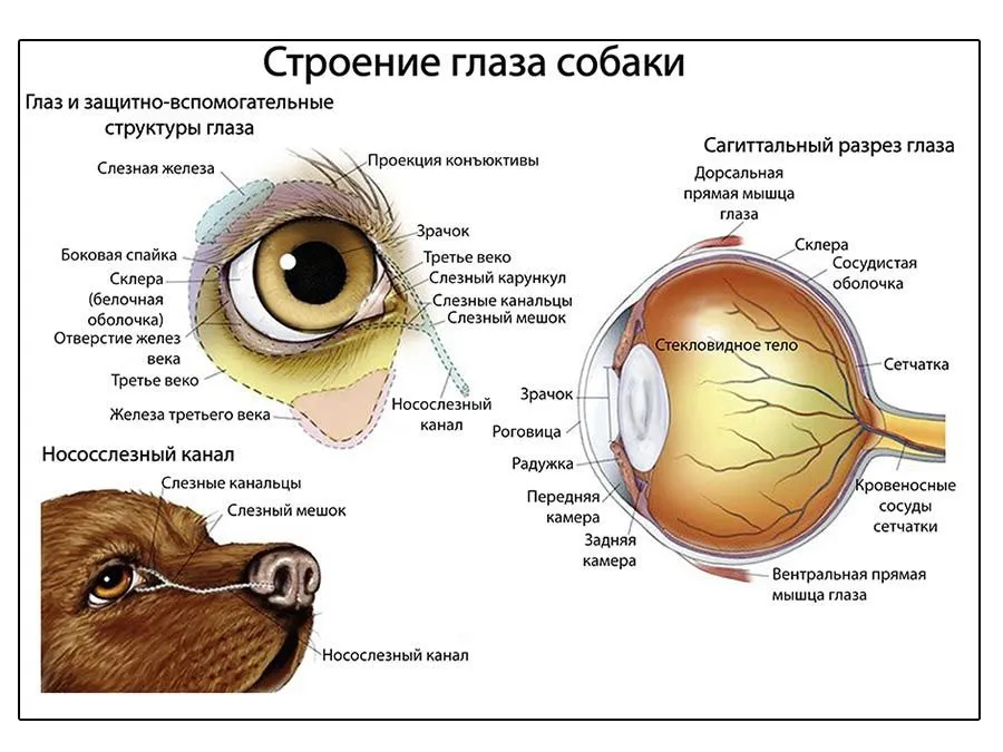 Строение глаза собаки. Анатомия глаза собаки. Строение глаза животного. Строение зрительного анализатора животных.