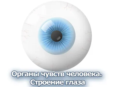 Орган зрения - плакат (ID#1838170118), цена: 31 ₴, купить на Prom.ua