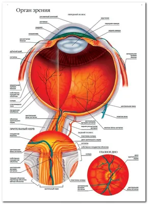 Глаз: орган зрения и фокус на мире вокруг нас» — создано в Шедевруме