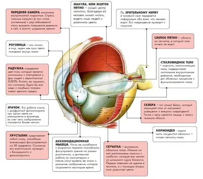 Анатомия: Орган зрения, organum visus. Глаз. Глаза.