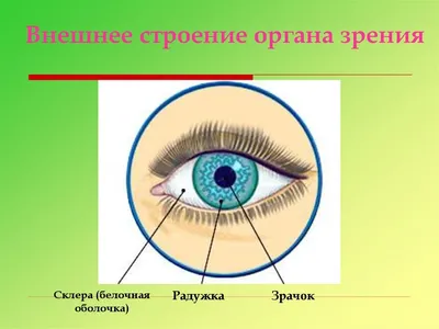 Орган зрения. Глаз реферат по медицине | Сочинения Медицина | Docsity