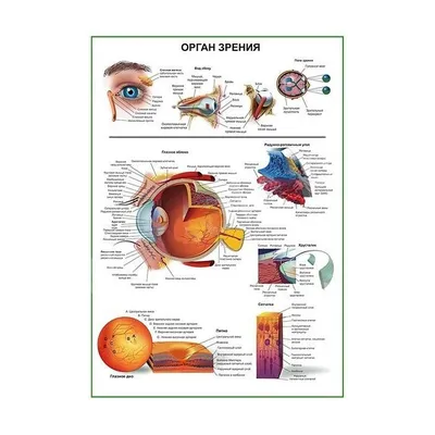 ОРГАН ЗРЕНИЯ - Центр охраны зрения
