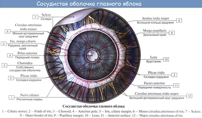 Что скрывают наши глаза? 👀 Орган зрения, как и любой другой, является  важнейшим, но какого же его строение?.. | ВКонтакте