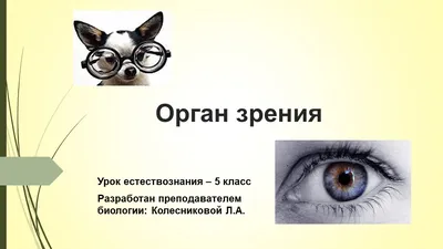 Орган зрения и зрительный анализатор презентация, доклад, проект