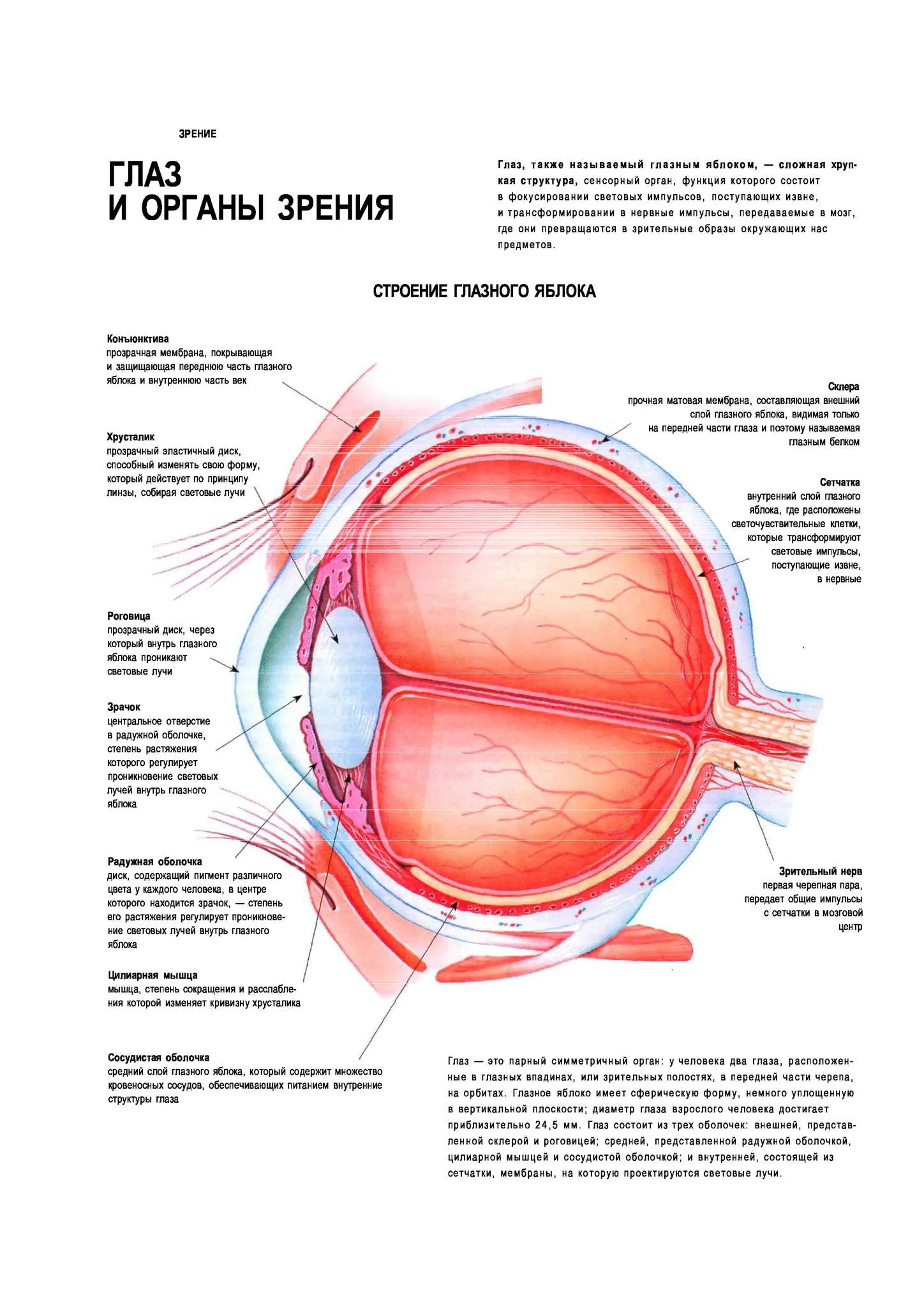Строение органа зрения (строение глазного яблока).. Оболочки глазного яблока строение и функции. Строение глаза глазное яблоко. Строение глаза оболочки глаза.