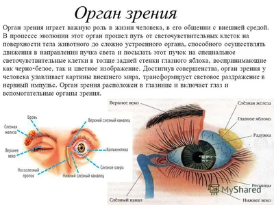 закрытие глаза человека на белом фоне. здоровый орган зрения с зеленым  радужной оболочкой Иллюстрация вектора - иллюстрации насчитывающей шарж,  зрачок: 228189580