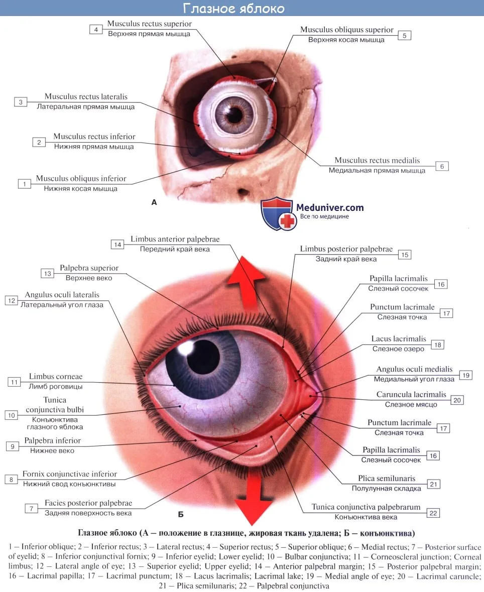 Части глазницы. Строение глаза человека конъюнктивальный мешок. Строение глаза веки анатомия. Конъюнктива глазного яблока анатомия. Строение глазного яблока анатомия.