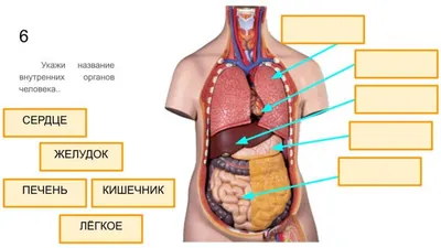 Органы человеческого тела внутренние Живот и легкие, почки и сердце, мозг и  печень Медицинское Infographics вектора анатомии Иллюстрация вектора -  иллюстрации насчитывающей кишечник, здорово: 132609653