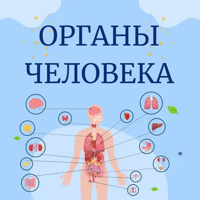 Внутренние органы человека. worksheet | Live Worksheets