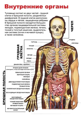 Анатомия человека в картинках - 67 фото
