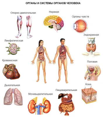 Ннутренние органы человека: картинки брюшной полости | Заболевания, Человек,  Диета при язве
