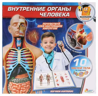 Анатомия человека: атлас В 3 т. Т. 2: Внутренние органы - купить с  доставкой по выгодным ценам в интернет-магазине OZON (1034677039)