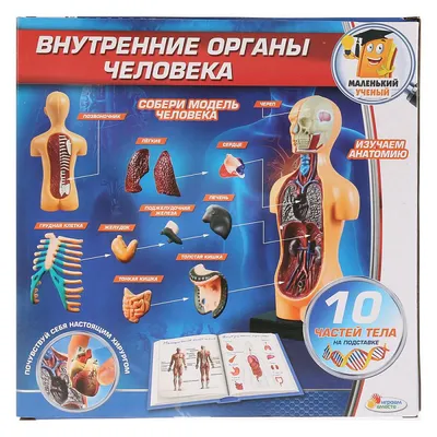russian по низкой цене! russian с фотографиями, картинки на анатомии органов  человека изображение.alibaba.com