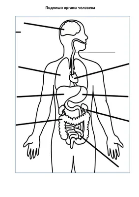Иллюстрация 6 из 17 для Анатомия человека. Фотографический атлас в 3-х  томах. Том 3. Внутренние органы. Нервная система - Борзяк, Гунтер, Путалова  | Лабиринт - книги. Источник: Ромыдтчъ