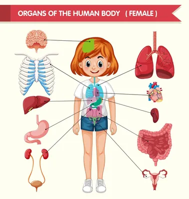 Анатомическая набор EDU-TOYS органы человека SK008 купить по цене 1636 ₽ в  интернет-магазине Детский мир