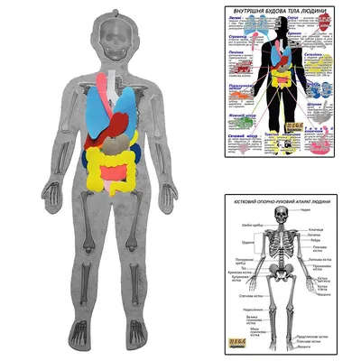 Внутренние органы человека: описание, расположение