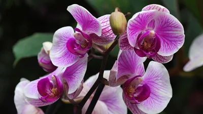 Орхидея: все о выращивании и размножении капризного цветка - РИА Новости,  26.05.2022