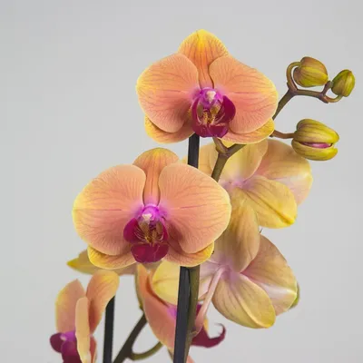 Орхидея Фаленопсис Джиллиан купить в Москве