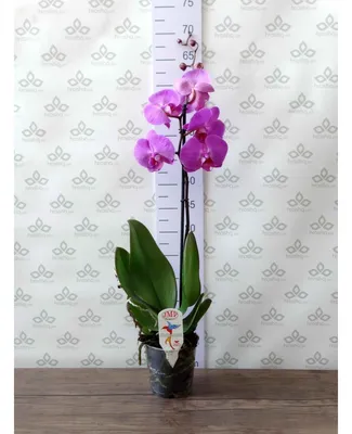 Орхидея Фаленопсис Голден Бьюти купить в интернет-магазине