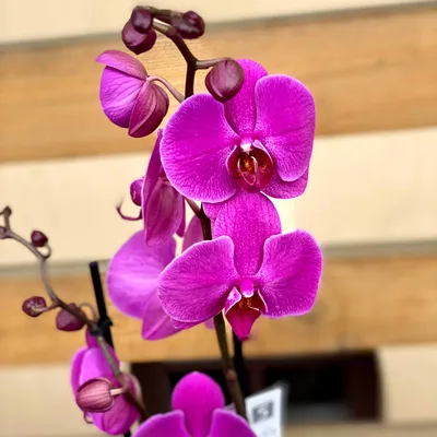Орхидея: цветок, происхождение которого окутано мифами