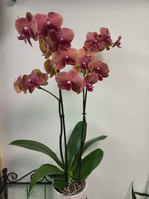 Орхидея Phalaenopsis Generation (отцвел)