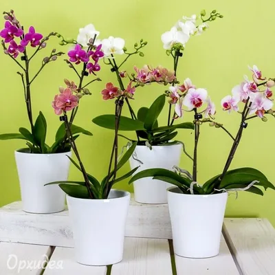 Подарок Орхидея фаленопсис 2-ствольная (Экстра)» – купить с доставкой по  Волжскому
