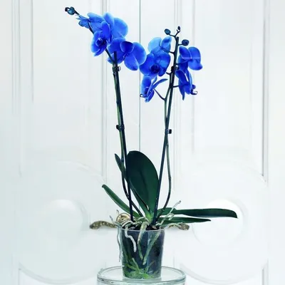 101 орхидея в корзине – купить недорого с доставкой