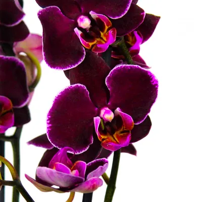 Орхидея в флорариуме купить с доставкой Москва, СПб / Geo Glass