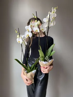 Космическая орхидея, артикул F43526 - 2990 рублей, доставка по городу.  Flawery - доставка цветов в Москве