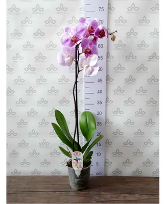 Голубая орхидея по цене 4338 ₽ - купить в RoseMarkt с доставкой по  Санкт-Петербургу