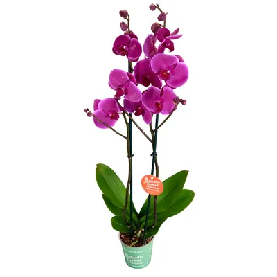 Орхидея в горшке - купить в Москве | Flowerna