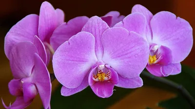 Орхидея в флорариуме Айсберг купить в Москве, СПб / Geo Glass