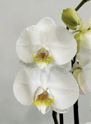 Купить Фиолетовую орхидею в горшке с доставкой в Омске - магазин цветов  Трава