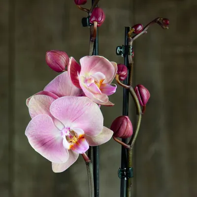 Орхидея Пурпур в призме - Всё для флорариума