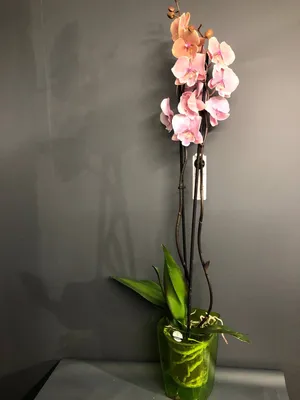 Орхидея купить