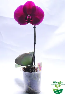 Розовая орхидея купить в Москве