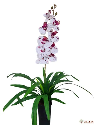 Орхидея фаленопсис 3 ветки в ассортименте купить по цене 949 грн | Украфлора