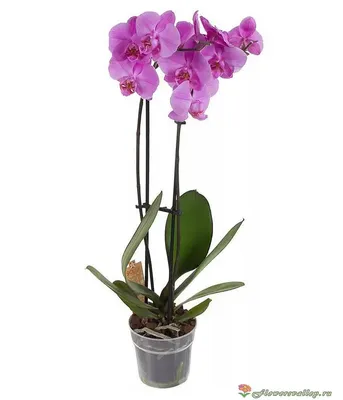 Декорация \"Орхидея в горшочке\", 28 см, в ассортименте - купить в  интернет-магазине Fix Price в г. Москва