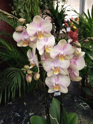 7 шагов к долголетию и красивому цветению орхидеи. - АО «Фертика»