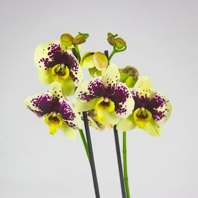 Карликовая орхидея с большим цветком. Купить Карликовая орхидея с большим  цветком в Киеве, Украина, Доставка | iFlowers