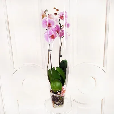 Орхидея мини купить в Минске с доставкой | Cactus.by