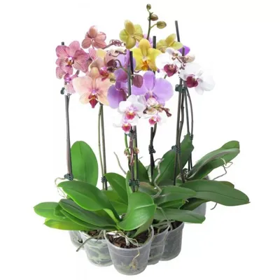 Орхидея фаленопсис двуствольная бордовая | доставка по Москве и области