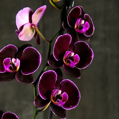 Орхидея \"Фаленопсис\" (Розовая)