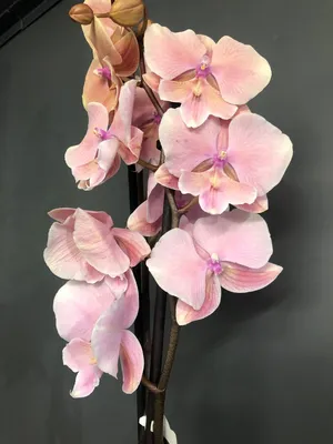 Орхидея Фаленопсис белая купить в Минске - LIONflowers