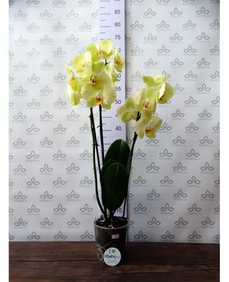 Орхидея Фаленопсис 2 рр Спаркс Sparks 14+ 12/60: купить оптом в Москве